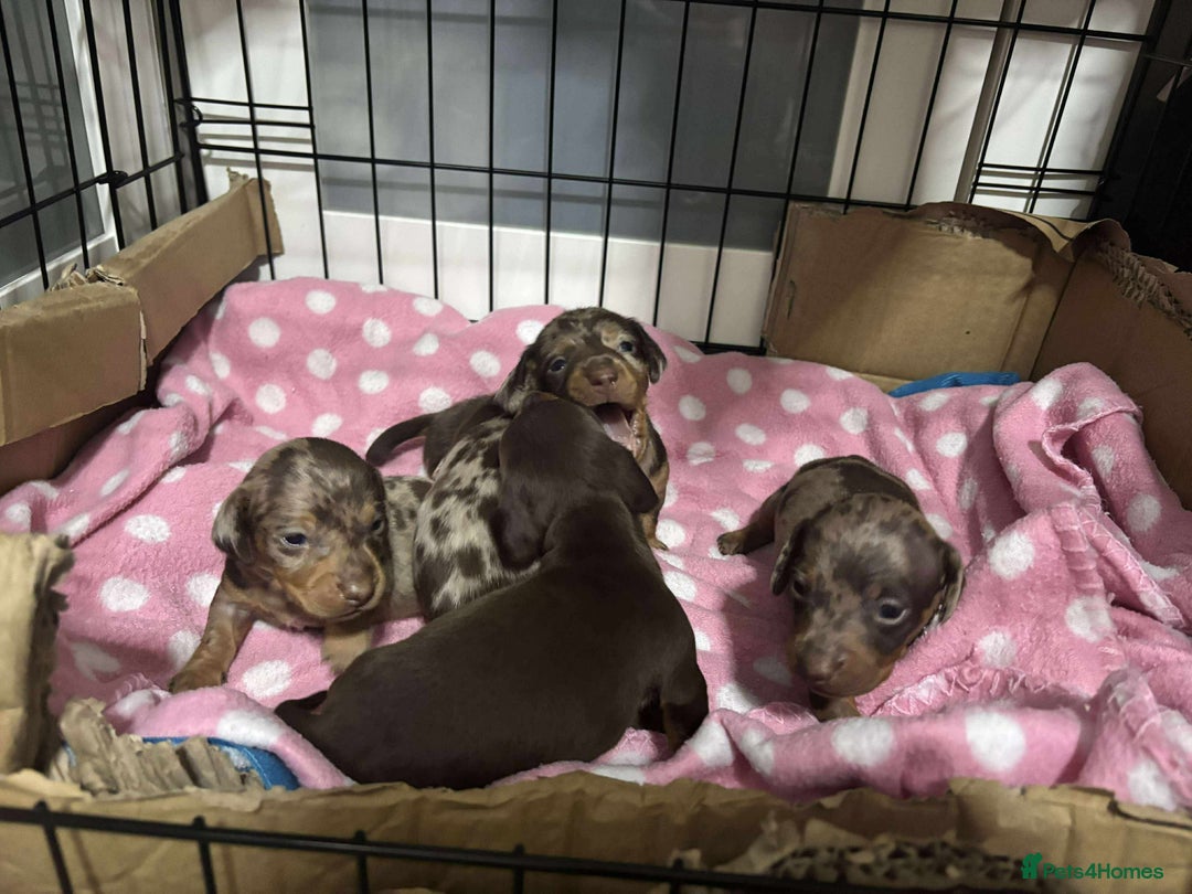Miniature Dachshund dogs for sale: Miniature Dachshund puppies for sale  - Image 5