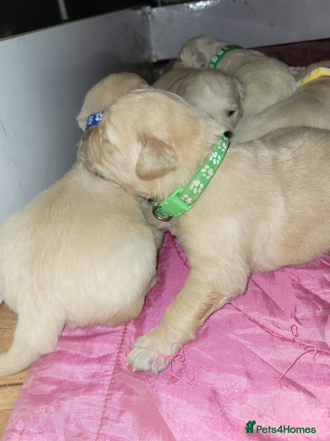 Golden Retriever dogs for sale: Golden Retriever - Advert 8