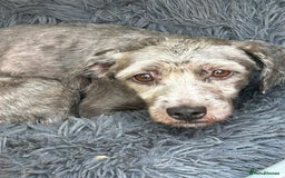 Mixed Breed dogs for adoption: Clint - Norwich Norfolk  - Image 9