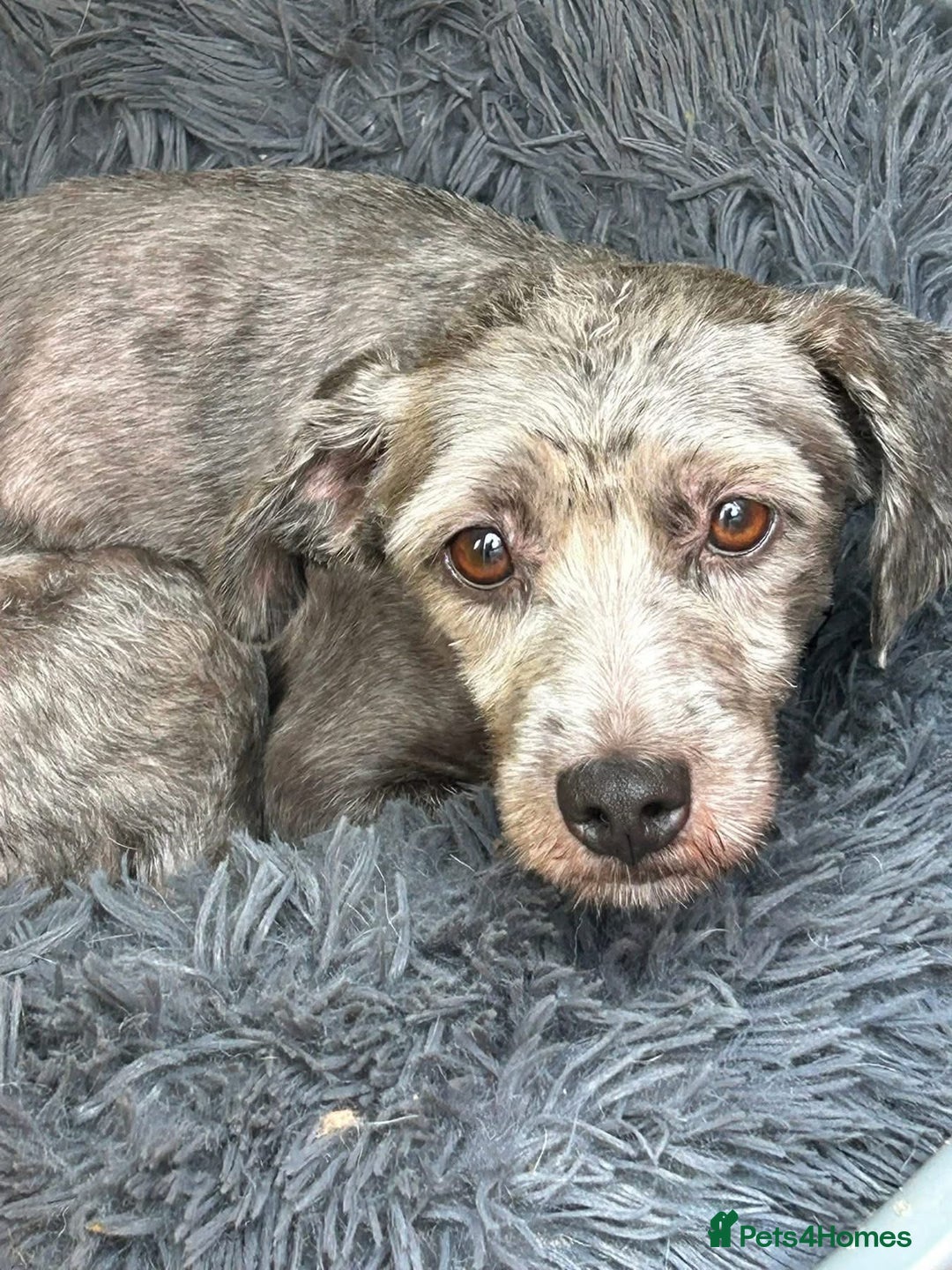 Mixed Breed dogs for adoption: Clint - Norwich Norfolk  - Image 9