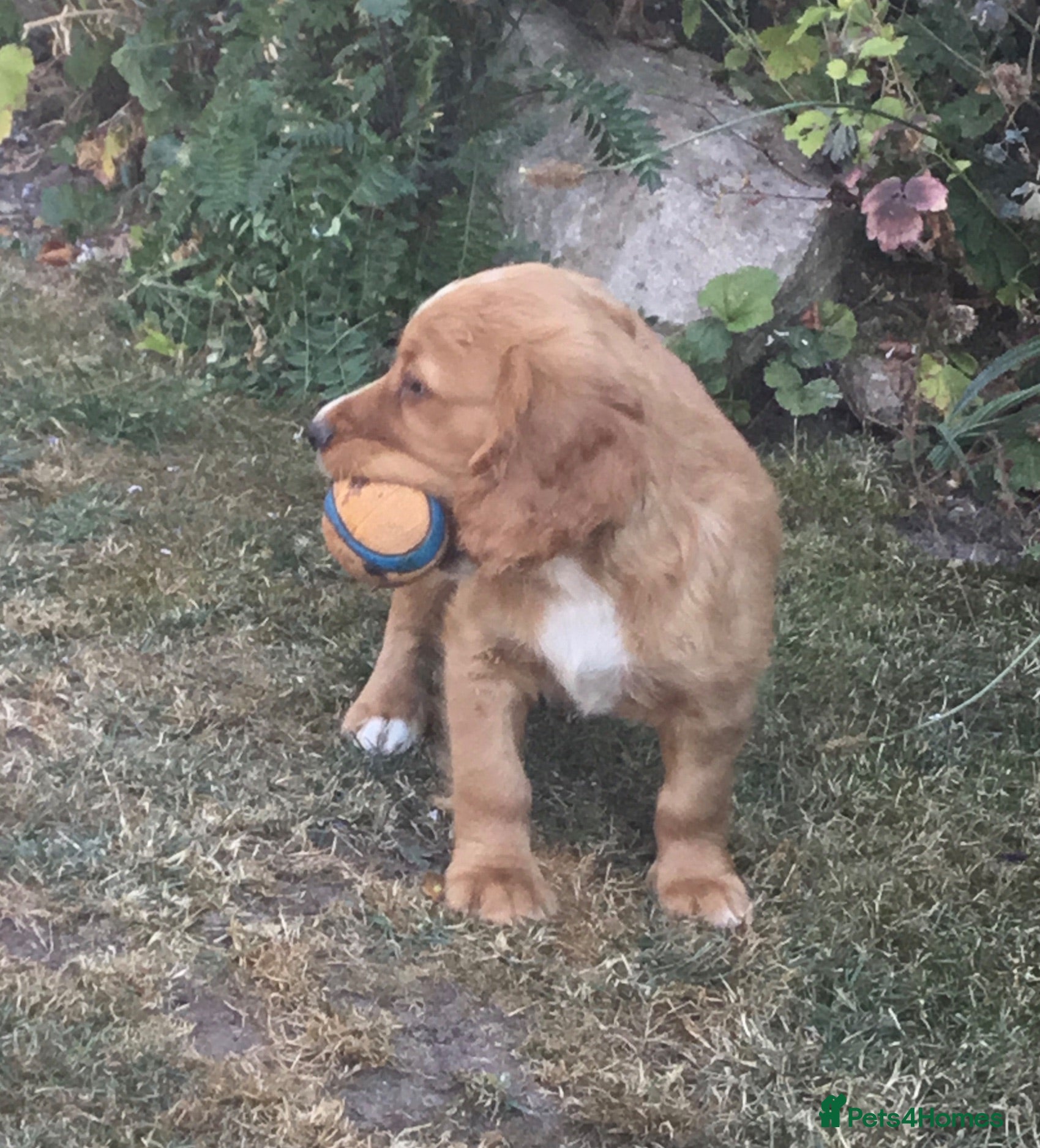 Cocker Spaniel dogs Working type cocker puppies  - Advert 6