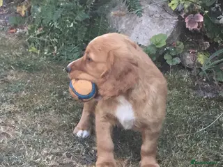 Cocker Spaniel dogs Working type cocker puppies - Advert 6
