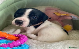 Springador dogs for sale: STUNNING SPRINGADOR PUPPIES  - Image 24