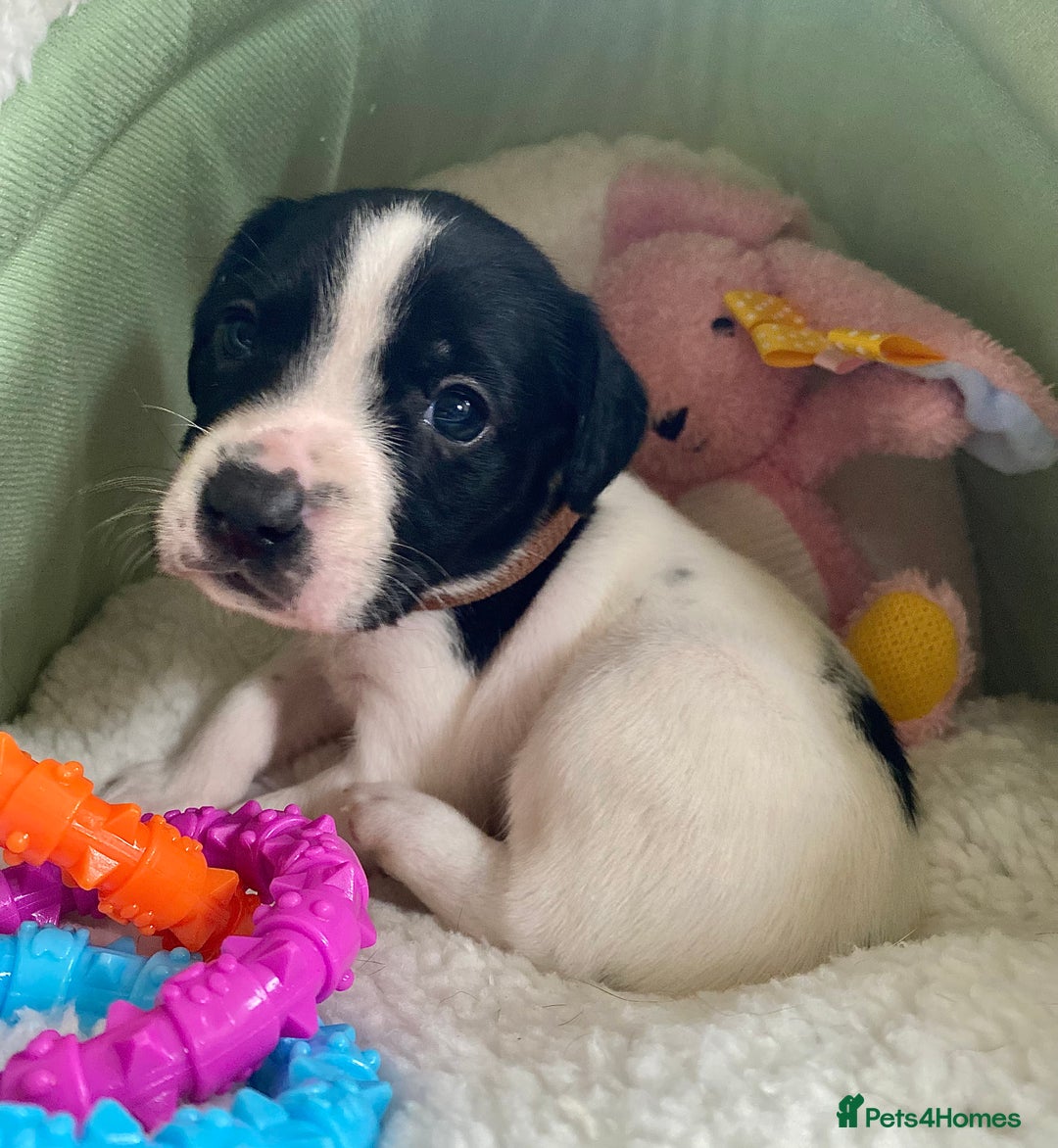 Springador dogs for sale: STUNNING SPRINGADOR PUPPIES  - Image 24