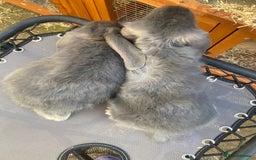 French Lop rabbits for sale: Giant French lop rabbits for sale  - Image 3