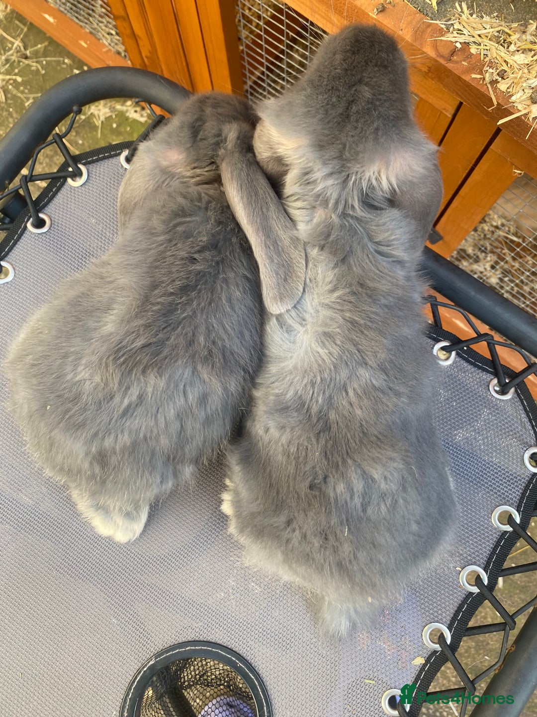 French Lop rabbits for sale: Giant French lop rabbits for sale  - Image 3