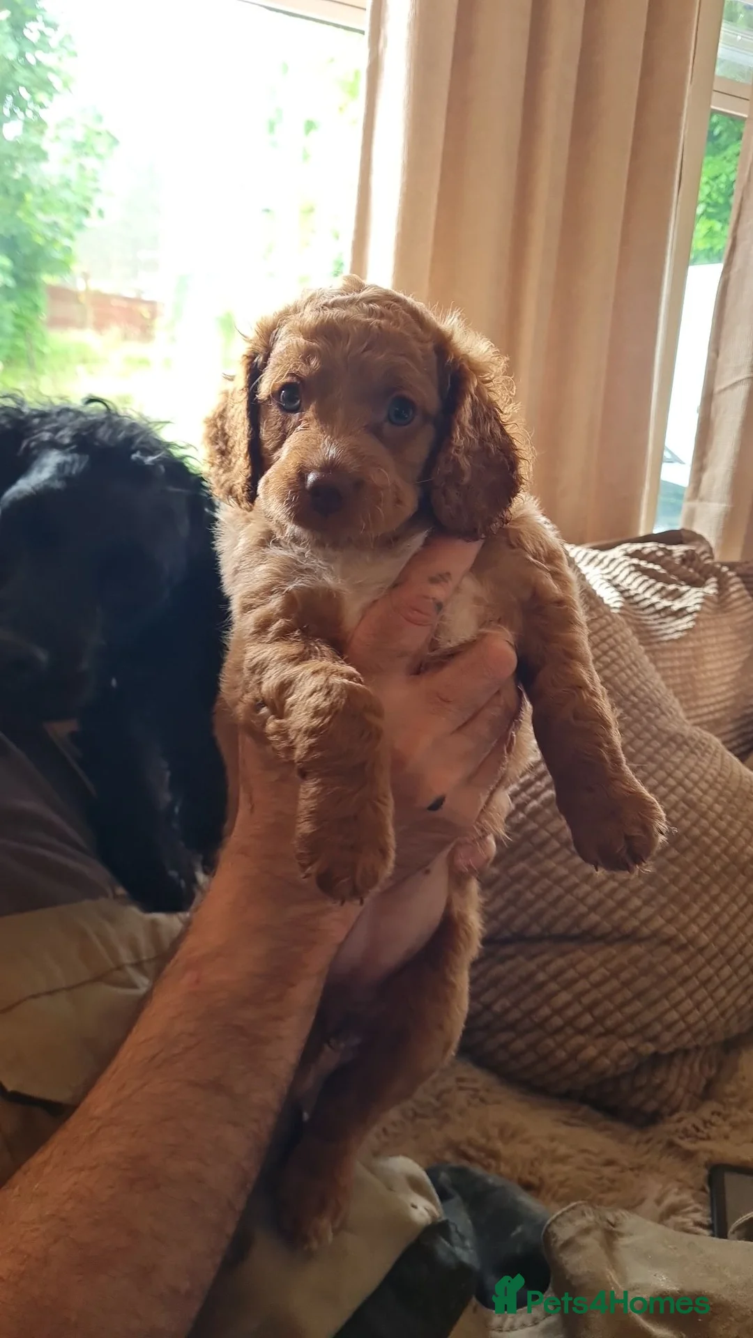 Cockapoo dogs for sale: Cockapoo puppies in Helensburgh - Advert 3