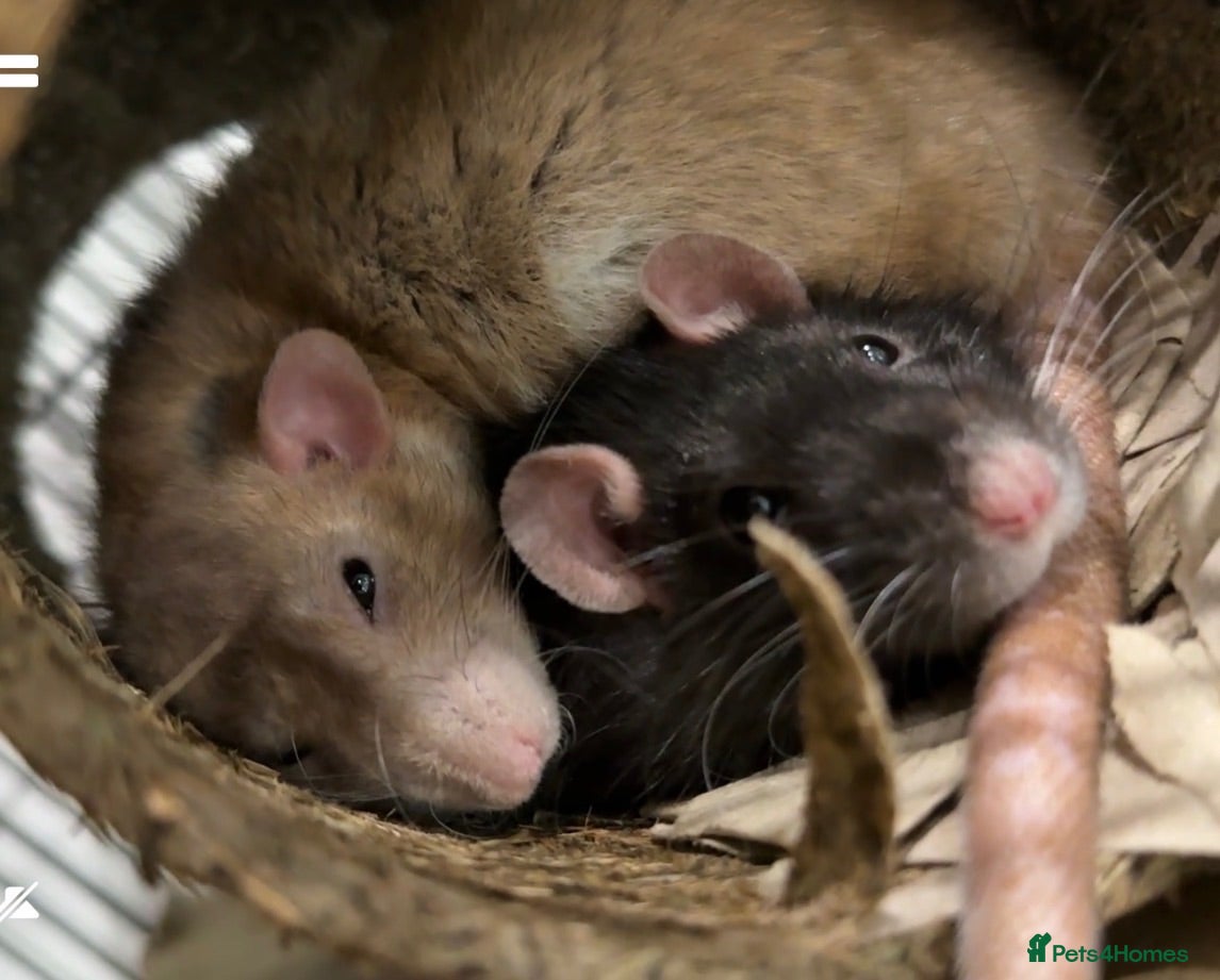 Rat rodents 1 yr old very friendly rat looking for new family  - Advert 2