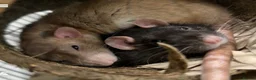 Rat rodents for sale: 1 yr old very friendly rat looking for new family  - Advert 2