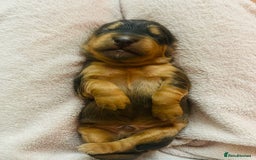 Cockapoo dogs for sale: F1B cockapoo puppies - Image 1