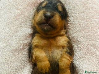 Cockapoo dogs - Advert 1