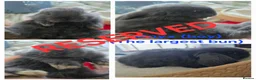 Mini Lop rabbits for sale: Beautiful mini lops x10 - Advert 10