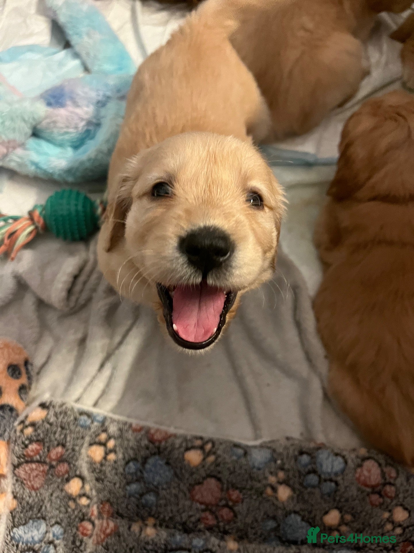 Golden Retriever dogs for sale: Golden Retriever Pups  - Advert 17