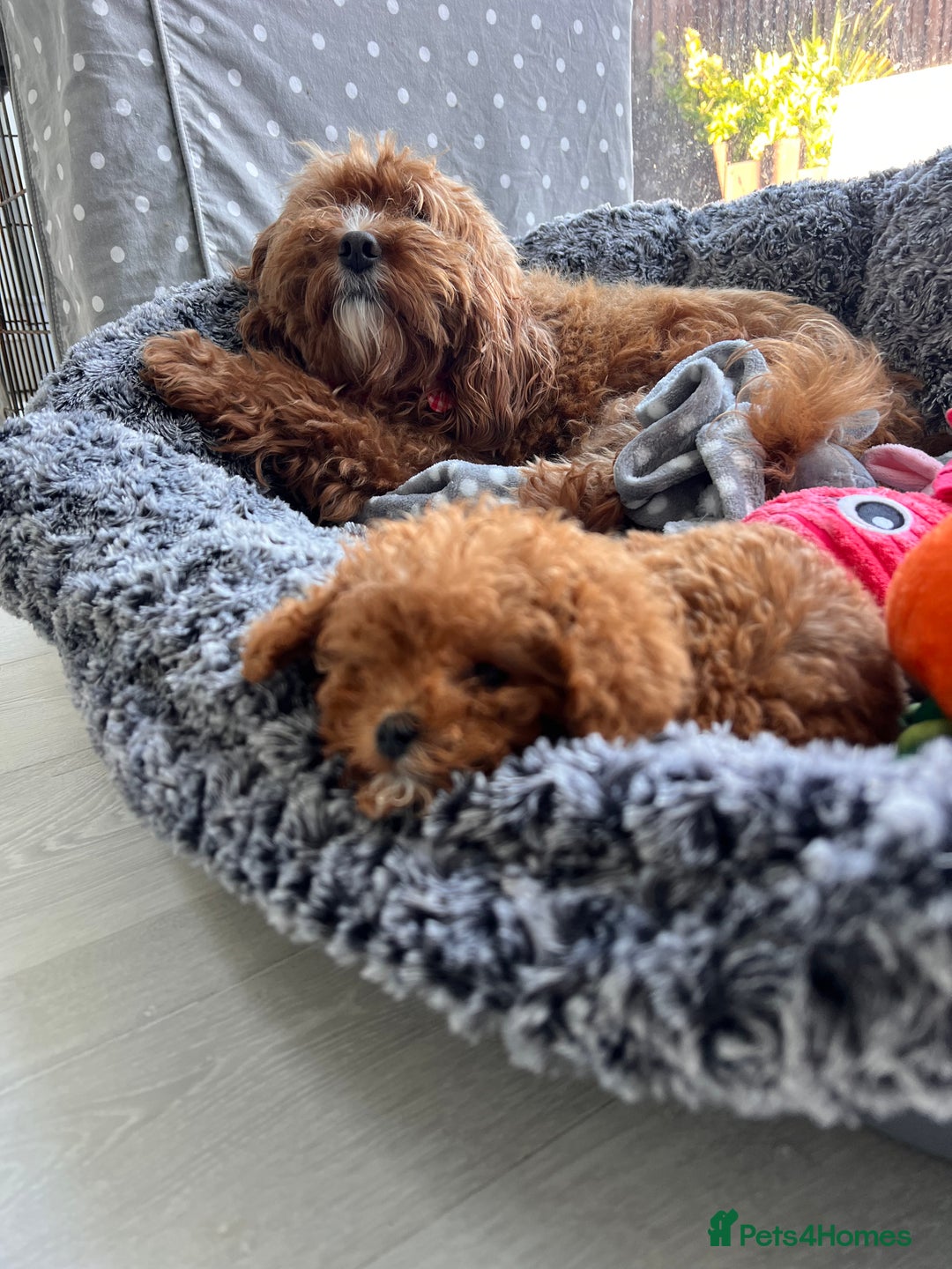 Cavapoo dogs for sale: Cavapoo Puppies - Advert 6