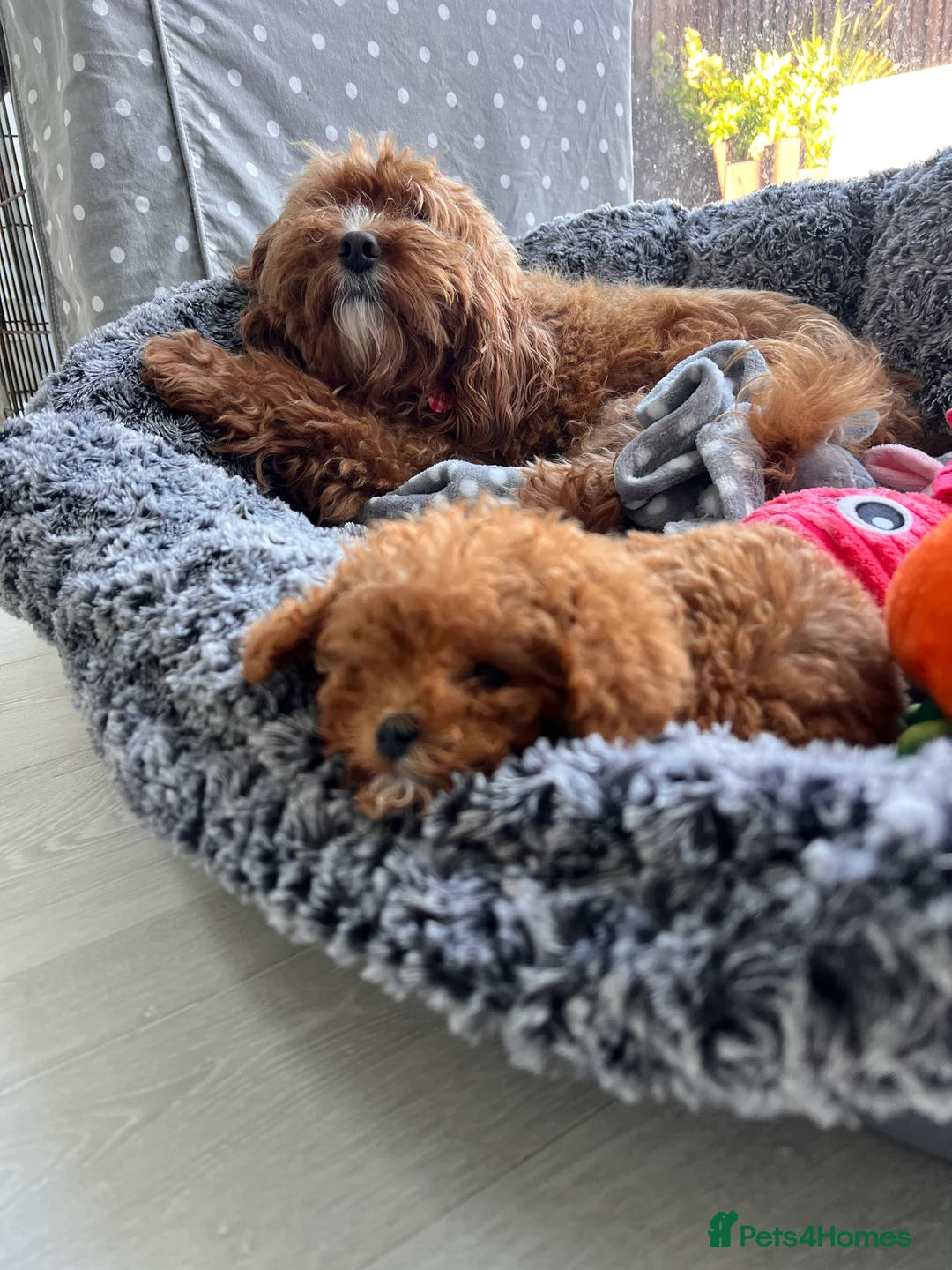 Cavapoo dogs for sale: Cavapoo Puppies - Advert 6