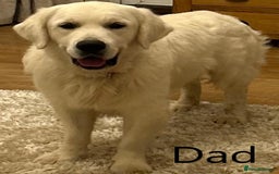 Golden Retriever dogs for sale: Home bred Chunky cream Goldie pups - Image 31