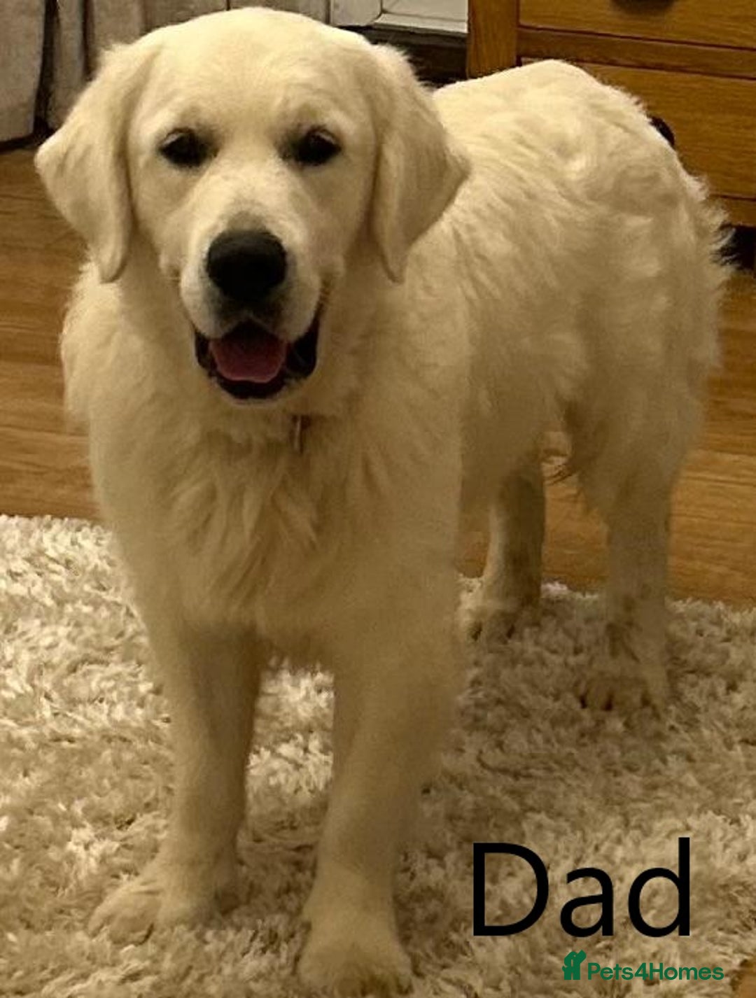 Golden Retriever dogs for sale: Home bred Chunky cream Goldie pups - Image 31