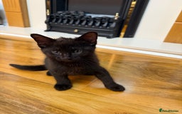 Mixed Breed cats for sale: 2 Tabby boy  - Image 13