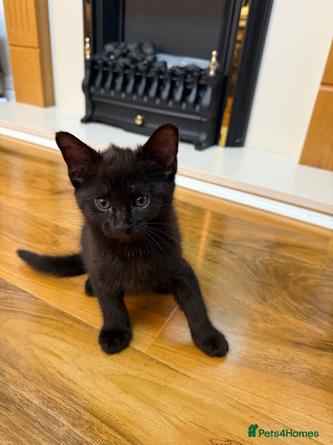 Mixed Breed cats for sale: 2 Tabby boy  - Image 13