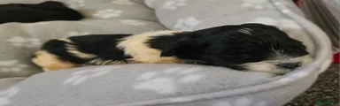 Shihpoo Puppy 4