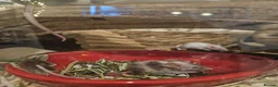 Mouse rodents for sale: Mixed gender baby mice in London - Advert 2
