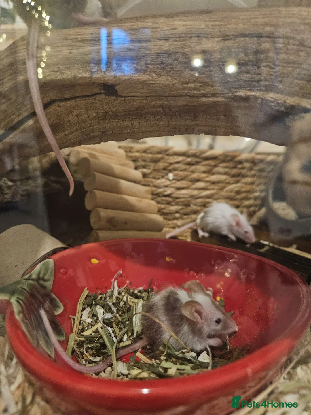 Mouse rodents for sale: Mixed gender baby mice in London - Advert 2