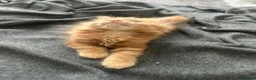 Mixed Breed cats for sale: Kittens ready to leave next week - Advert 13