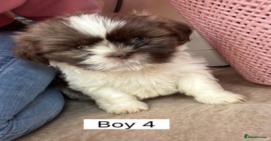 Shih Tzu dogs Two shih tzu boy puppy’s left! - Advert 16