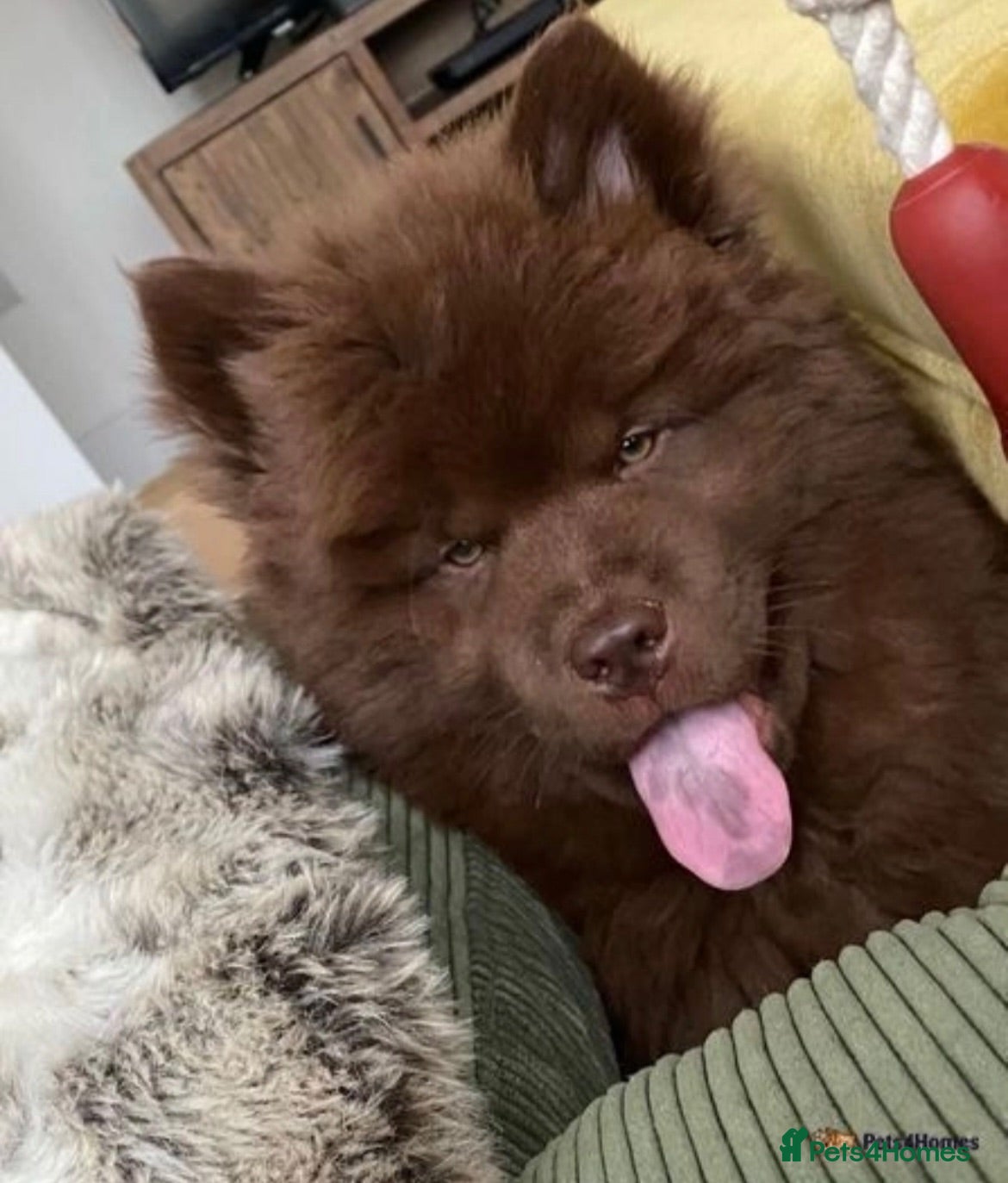 Mixed Breed dogs Genuine Chowksi puppies 🦁  - Advert 2