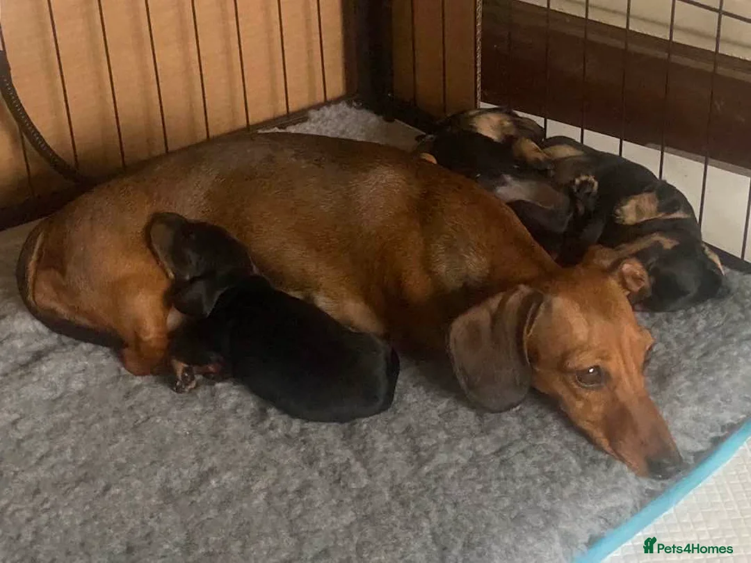 Miniature Dachshund dogs for sale: KC Reg. Miniature Smooth Haired Dachshund Puppies in Fordingbridge - Advert 15