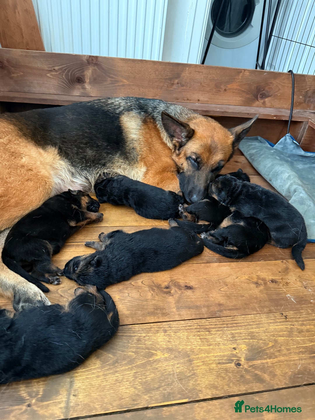 German Shepherd dogs for sale: World champion bloodlines - Image 2