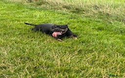 Mixed Breed dogs for sale: Our Nala looking for her forever home. - Image 2