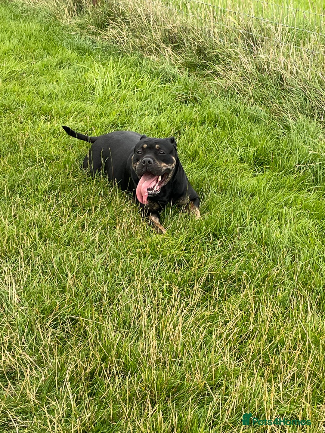 Mixed Breed dogs for sale: Our Nala looking for her forever home. - Image 2
