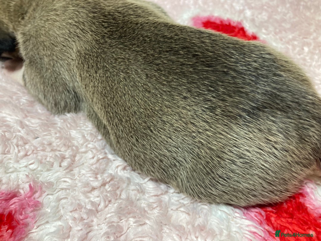 Mixed Breed dogs for sale: Presa Canario x Boerboel Puppies in Bromley - Image 18