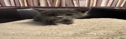 Domestic Shorthair cats for sale: Friendly Kittens Looking for Their Forever Homes  - Advert 8