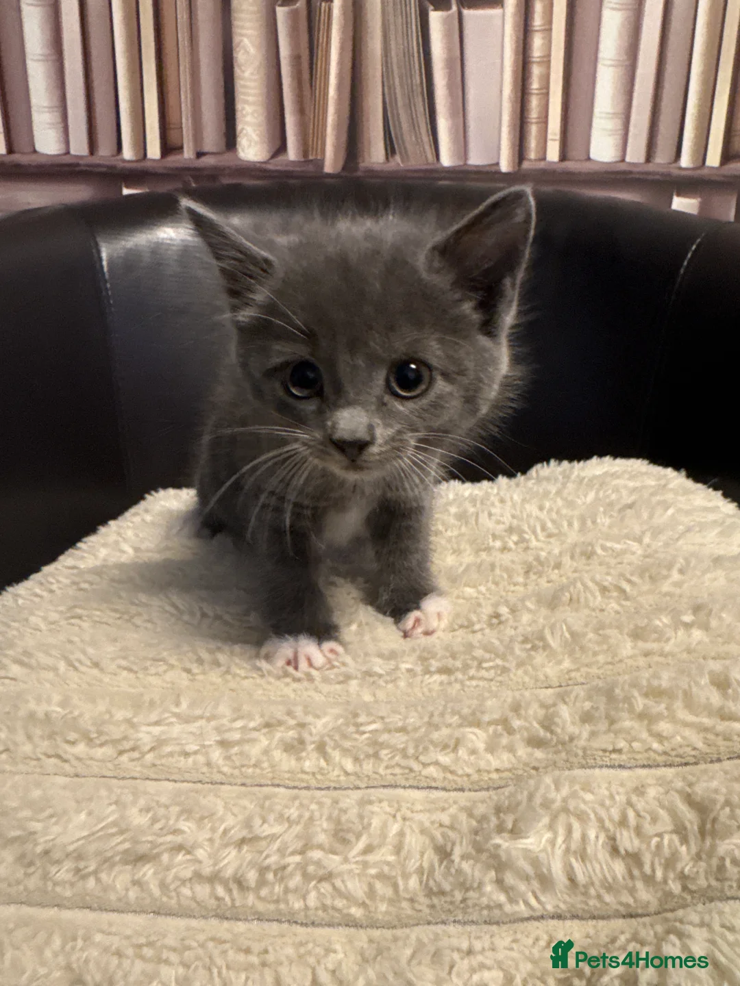 Domestic Shorthair cats for sale: Friendly Kittens Looking for Their Forever Homes  - Advert 8
