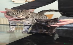 British Shorthair cats for sale: Mother and kitten for sale  - Image 7