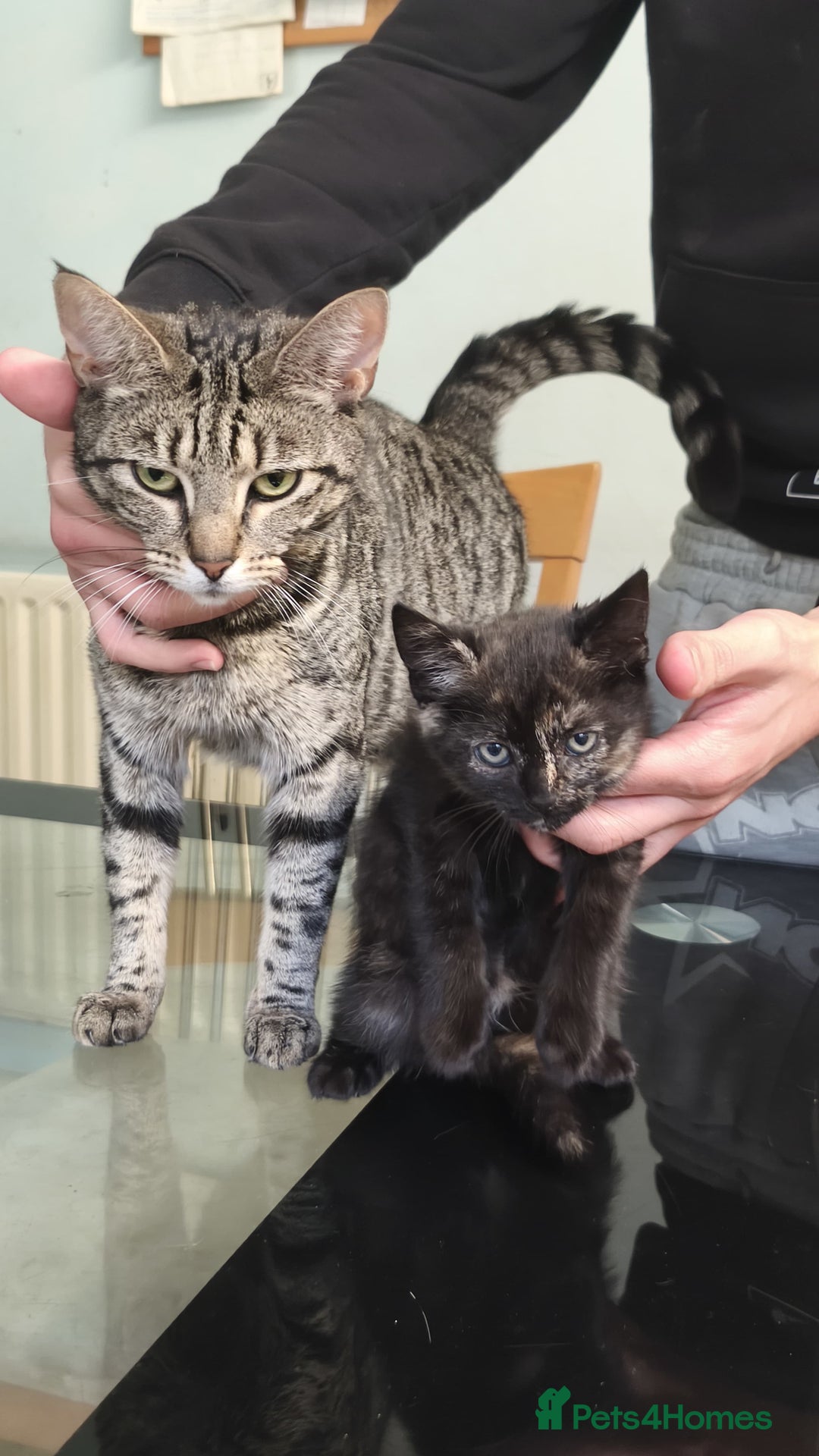 British Shorthair cats for sale: Mother and kitten for sale  - Image 7