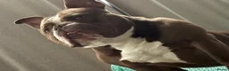 American Bully dogs for stud: For stud  - Advert 4