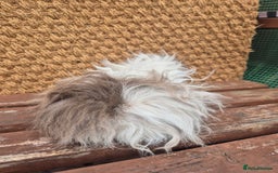 Guinea Pig rodents for sale: Lunkarya boar - Image 3