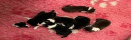 Border Collie dogs for stud: Proven Dual Reg Health Tested Red and White in Doncaster - Advert 6