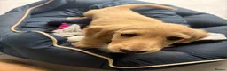 Miniature Dachshund dogs for sale: Cream Boy Long haired miniature dachshund - Advert 5
