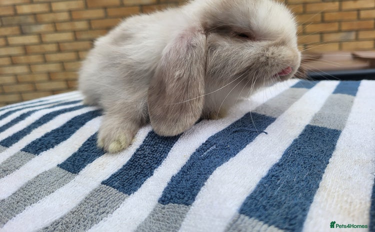 Mini Lop rabbits - Advert 2