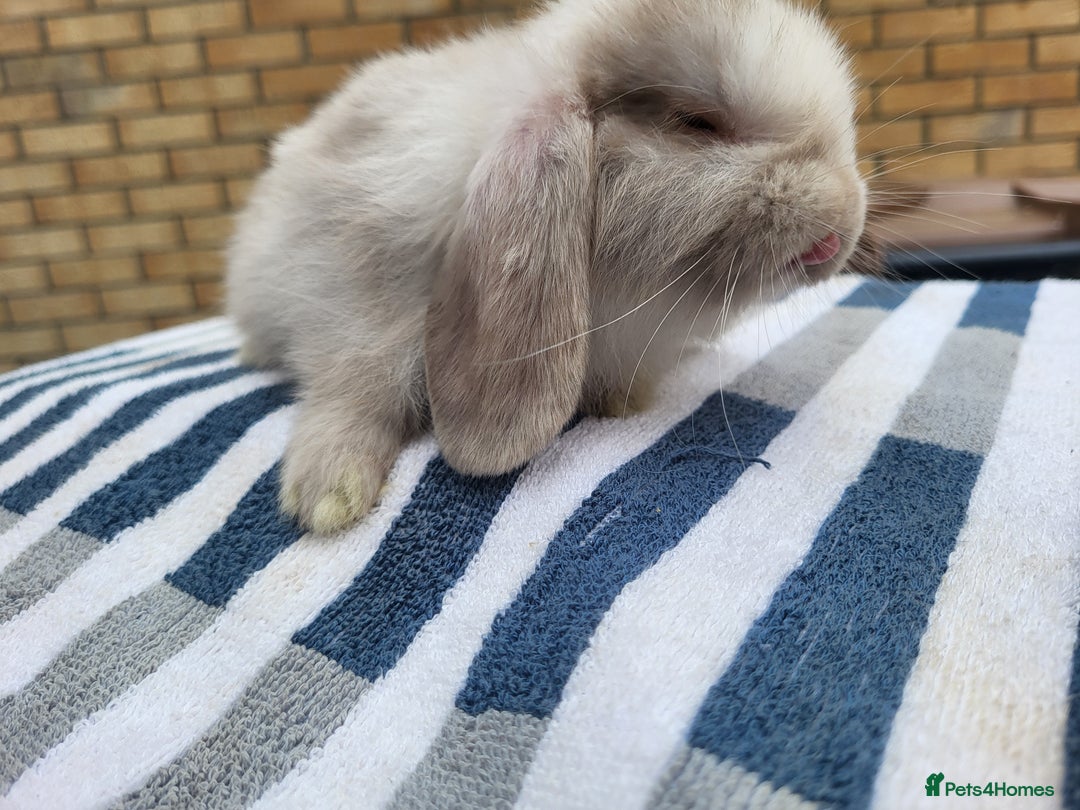 Mini Lop rabbits for sale: Lilac mini lop buck - Image 1