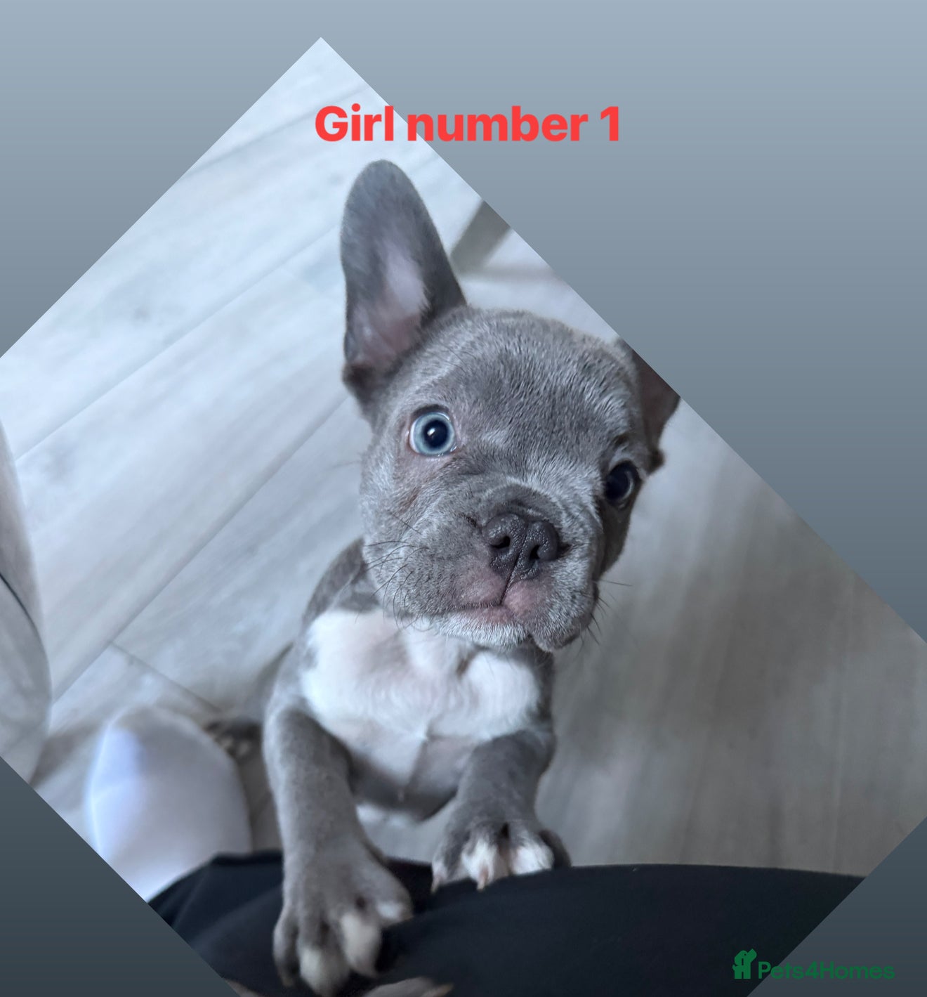 French Bulldog dogs Beautiful blue French bulldog puppies for sale - Advert 8