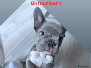 French Bulldog dogs Beautiful blue French bulldog puppies for sale - Advert 8
