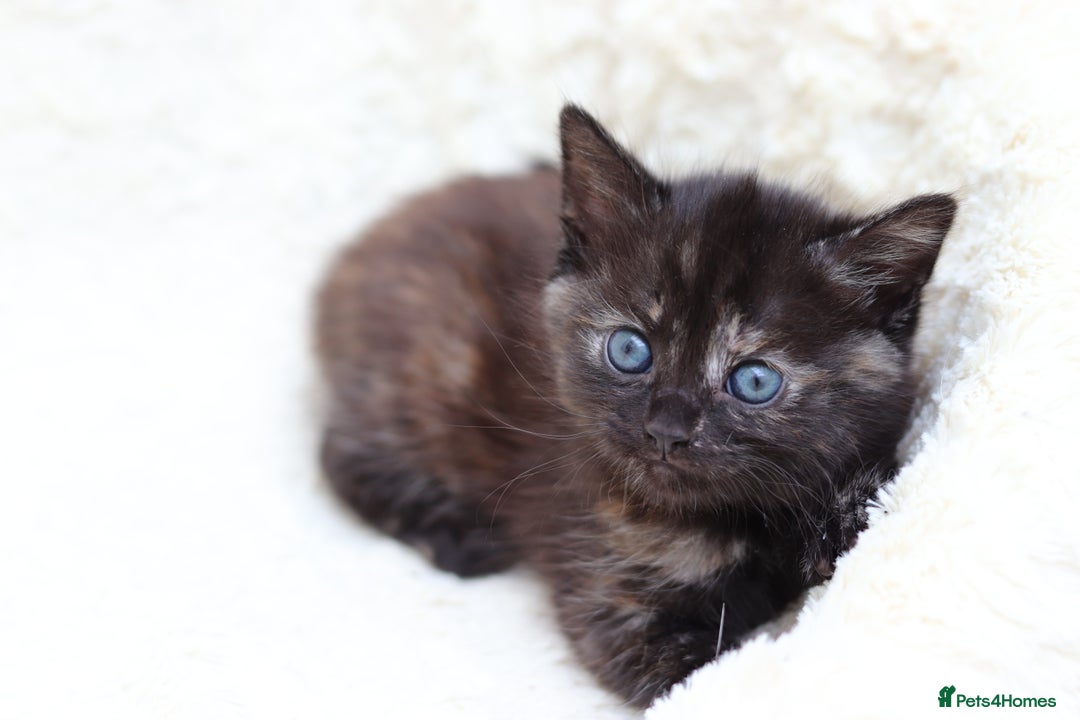 Mixed Breed cats for sale: Adorable Kittens Ready SOON - Image 7