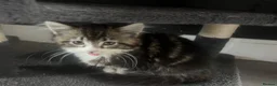 Mixed Breed cats for sale: Super fluffy mixed breed Kittens - Advert 5