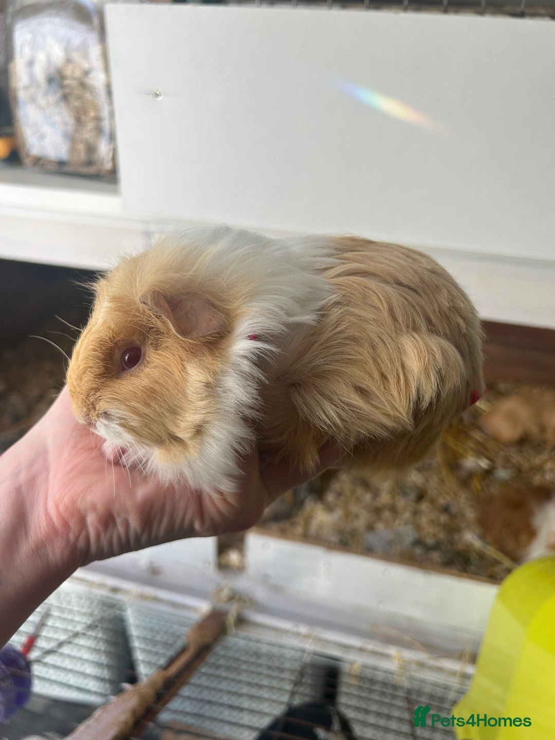 Guinea Pig rodents for sale: Male baby guineapigs  in Shefford - Image 3