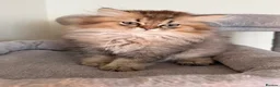 British Shorthair cats for sale: Pedigree British Shorthair  - Advert 13